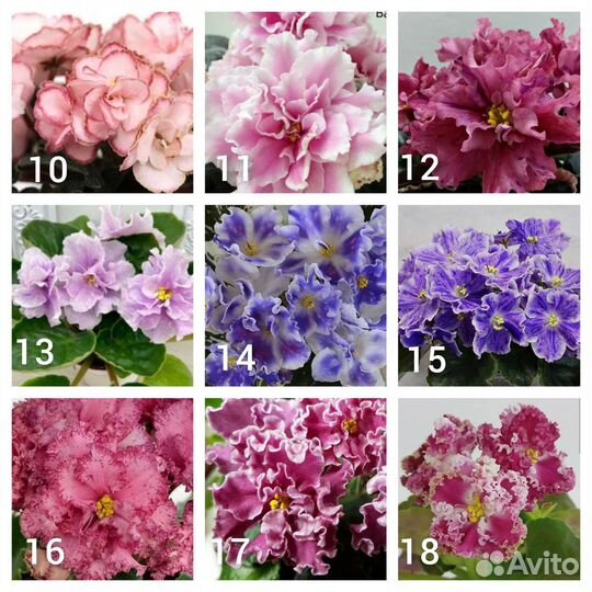 Листы сортовых фиалок(отправляю почтой)