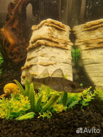 Аквариум Dennerle (Германия) 60 литров