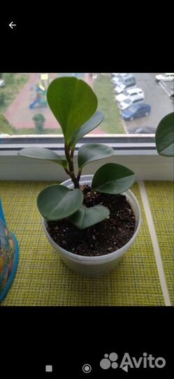 Пеперомия туполистная