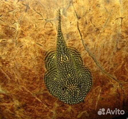 Псевдоскаты Мармората, Спотед, Линеолата Севеллия