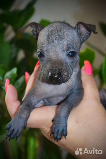 Щенки ксолоицкуинтли мини или мексиканская голая