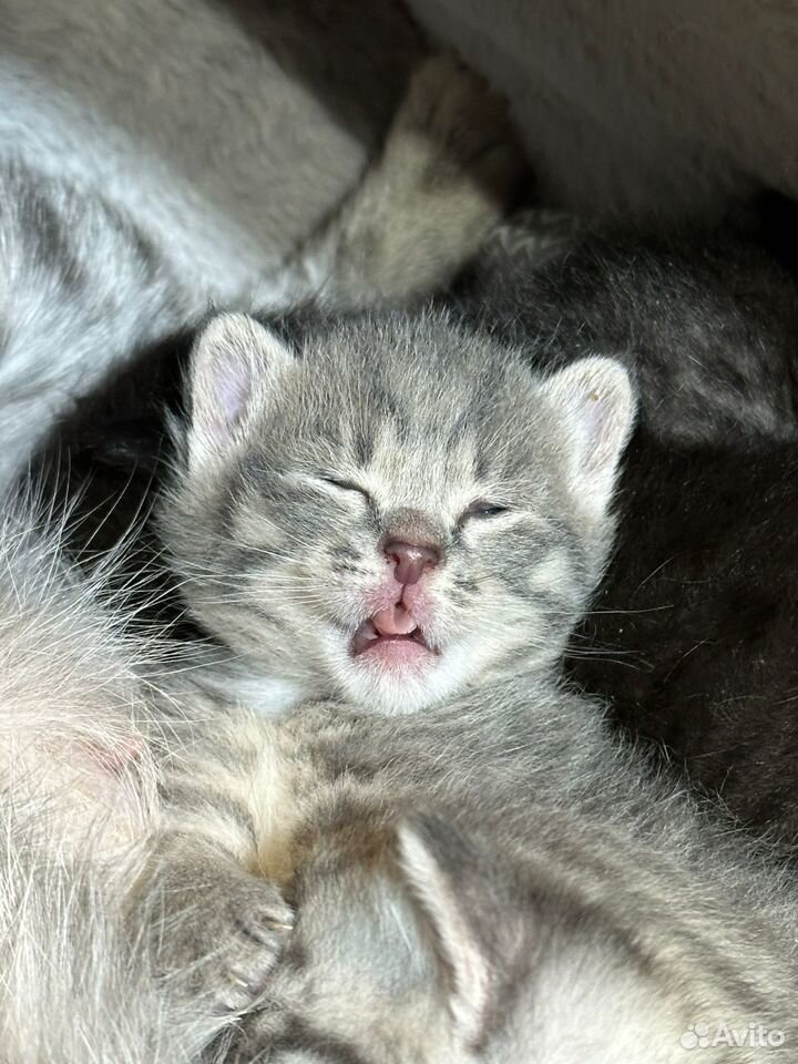 Передержка кошек, приют