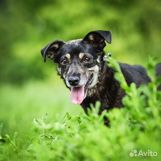 Малышка Жужа в добрые руки
