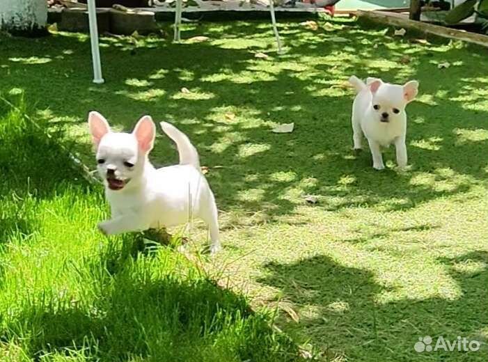 Эксклюзивный щенок Чихуахуа