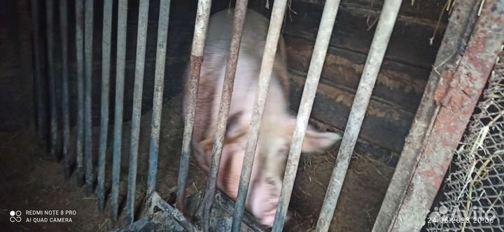 Свиноматка. Хряк