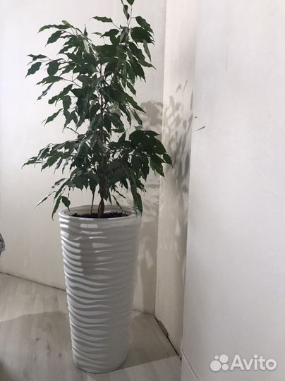 Фикус Бенджамина