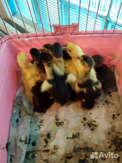 Индоутята суточные