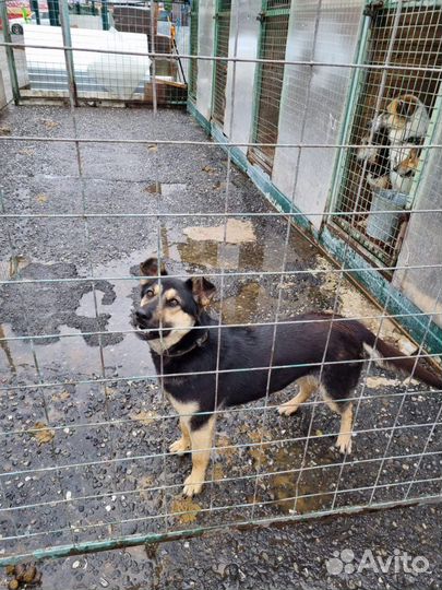 Спаси молодую собаку из приюта