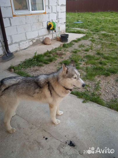 Хаски мальчик