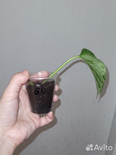 Эпипремнум марбл квин