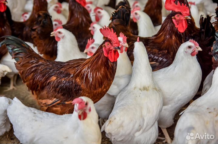 Куры-молодки