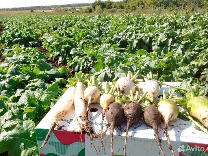 Редька Репа. Дайкон