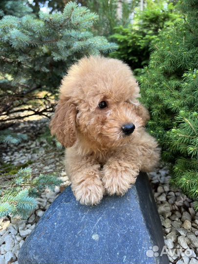 Той-пудель мальчик