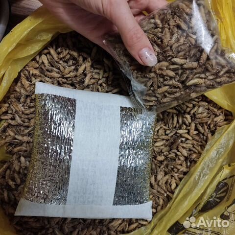 Замороженные сверчки