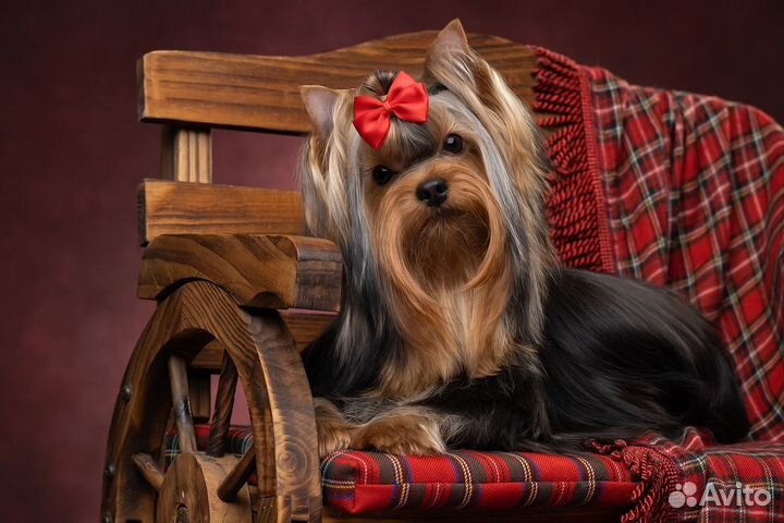 Молодой кобель йоркширского терьера для вязок