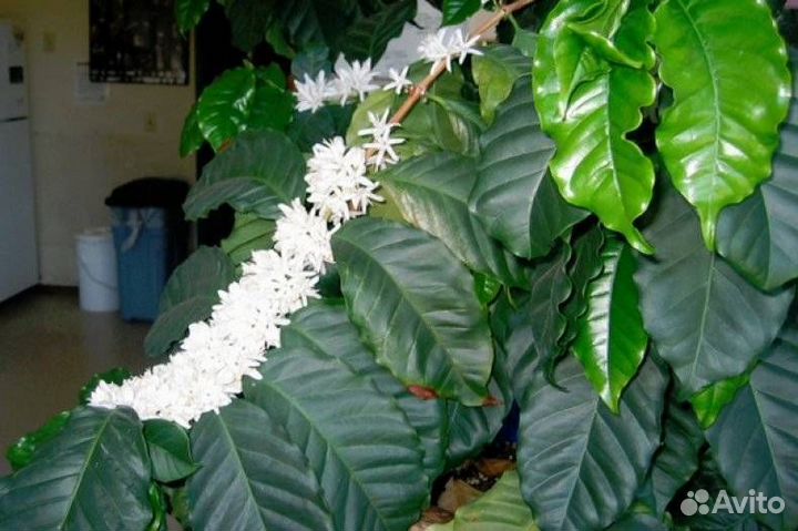 Аравийское кофейное дерево