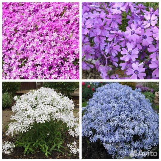 Садовые цветы