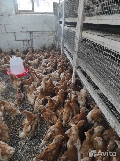 Курочка Ломан -Браун 2 мес