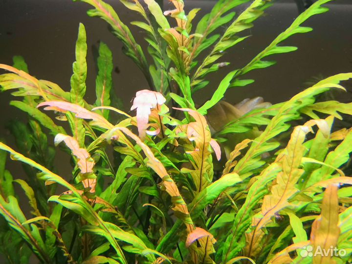 Растения аквариумные