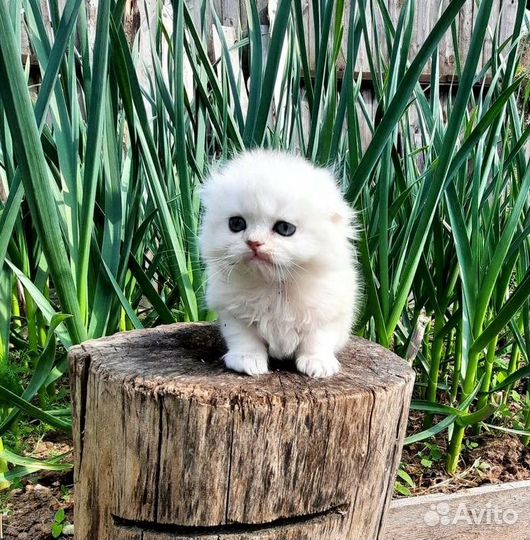 Вислоухие серебристые шиншиллы