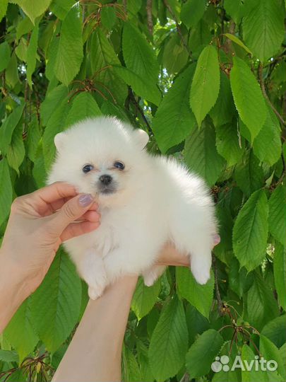 Померанский шпиц мини девочка