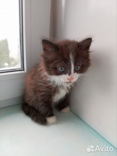 Отдам в добрые руки