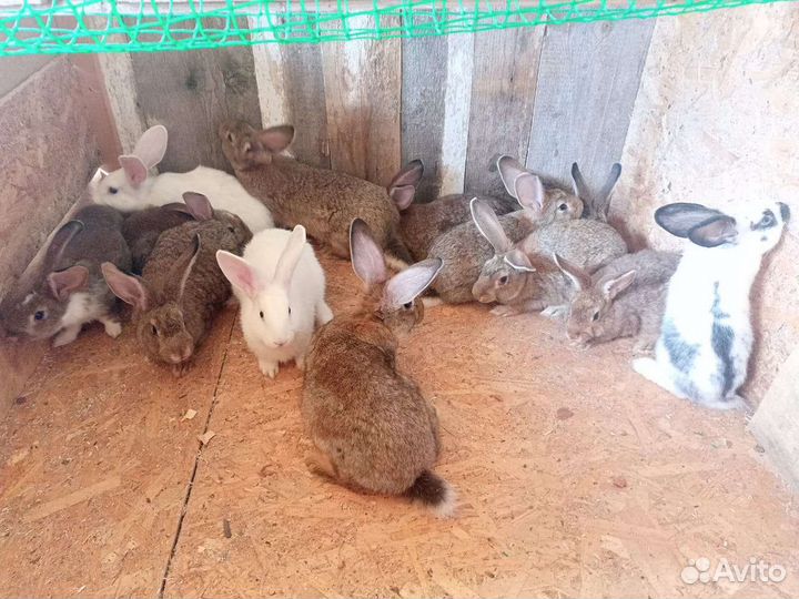 Крольчата разные породы