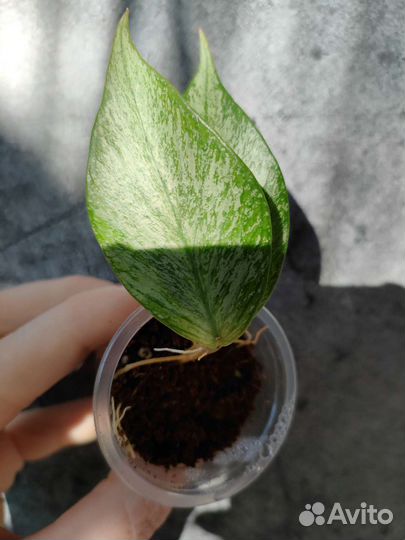 Хойи полинейра броджест и другие