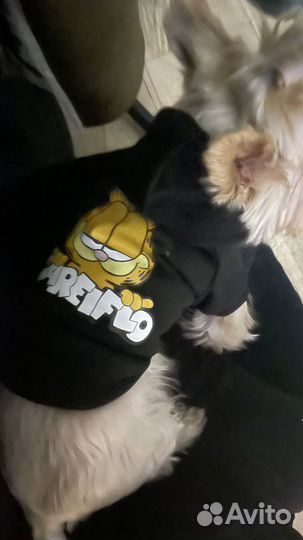 Толстовка для собак