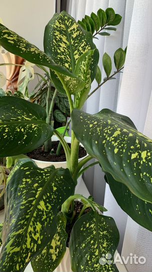 Диффенбахия