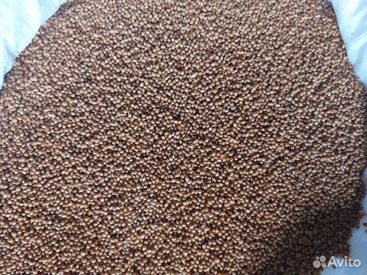 Просо кремовое