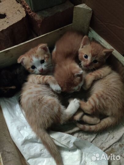 Котята в добрые руки