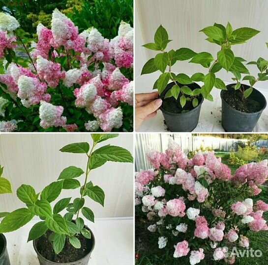 Тамарикс Гортензия Аспидистра