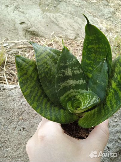 Сансевиерия ханни