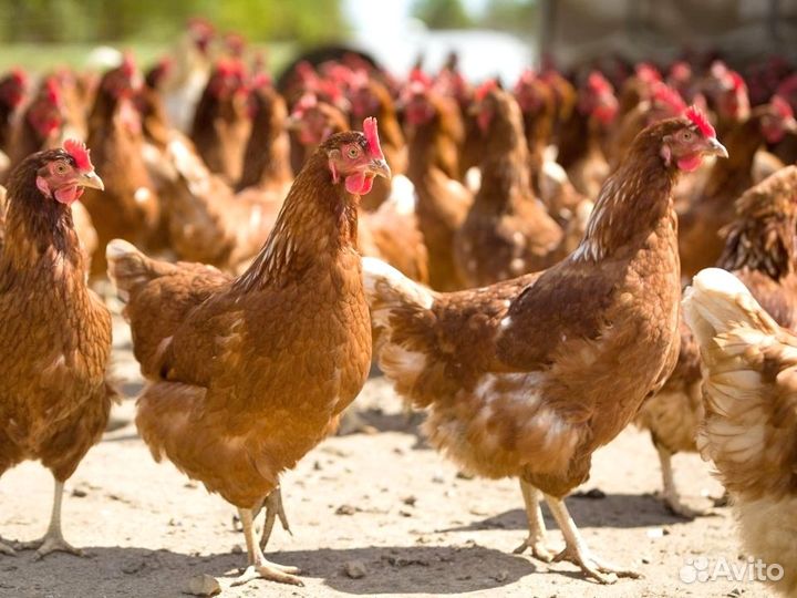 Куры несушки породы Ломан Браун