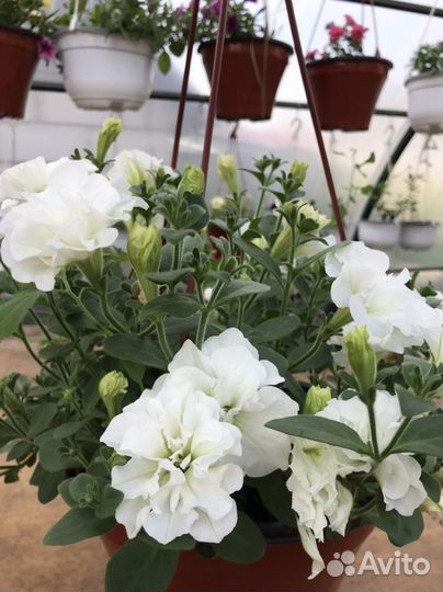 Кашпо с ампельной петунией