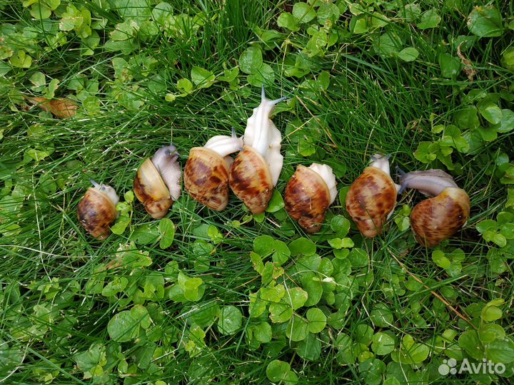 Улитки архахатины овум (стандарт и гипомеланик)