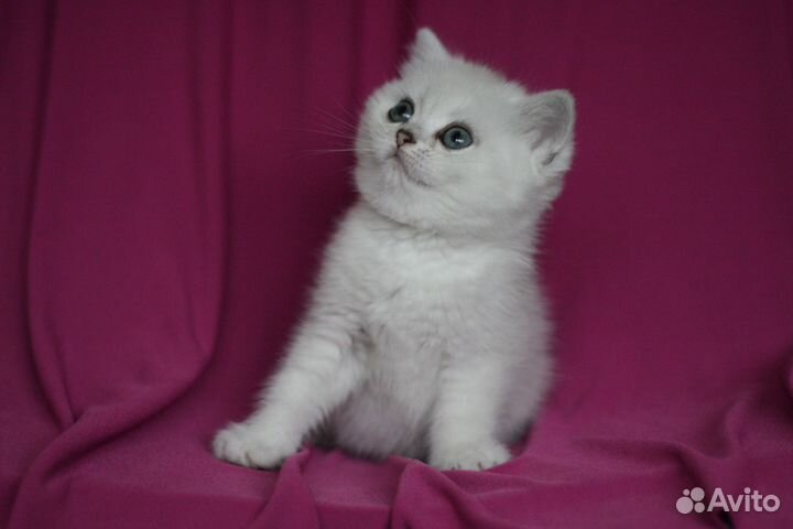 Британские серебристые шиншиллы