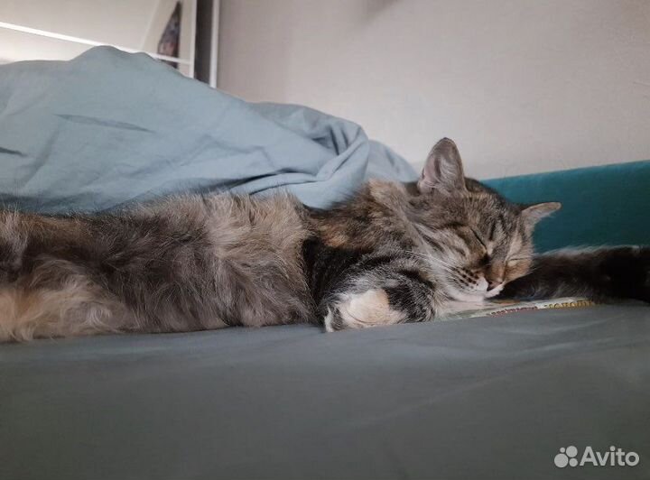 Курильский бобтейл почти