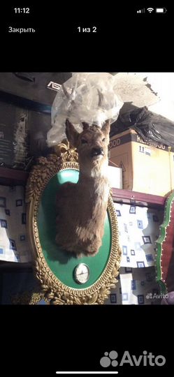 Чучела косули, кабана и др