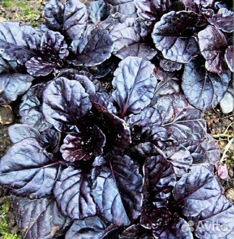 Живучка ползучая Black Scallop купить в Нижнем Тагиле | Товары для дома ...