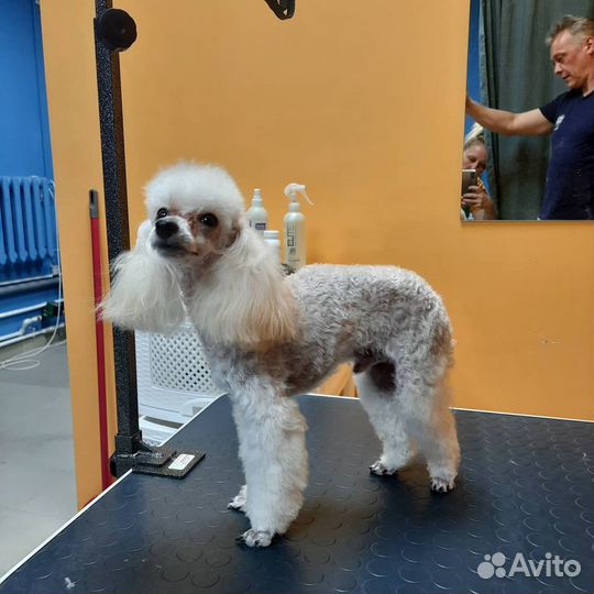 Стрижка собак, кошек, экспресс-линька.Lucky Собаки