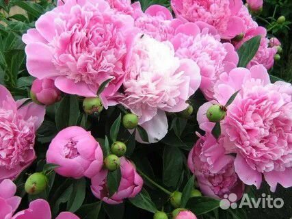 Пионы флоксы