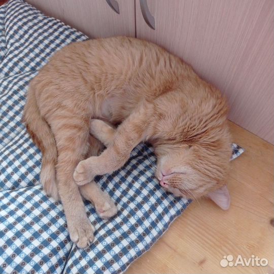 Рыжая кошка (из приюта)