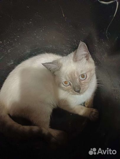 Кошки шотландцы