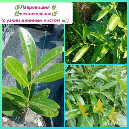 Растения для сада