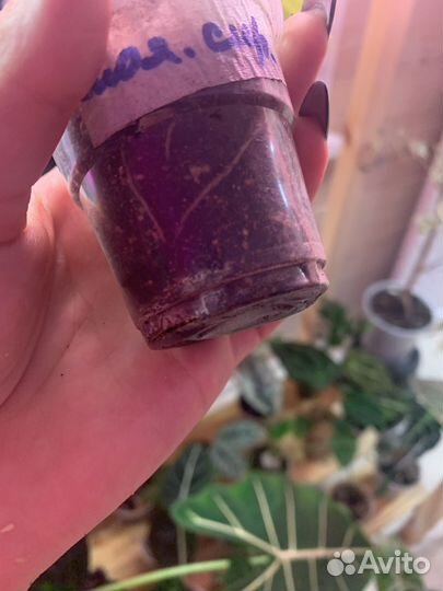 Алоказия полли