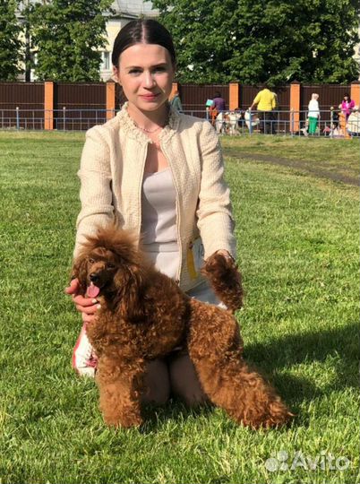 Вязка кобеля red brown с титулами