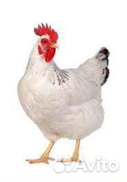 Куры молодки несушки доминант