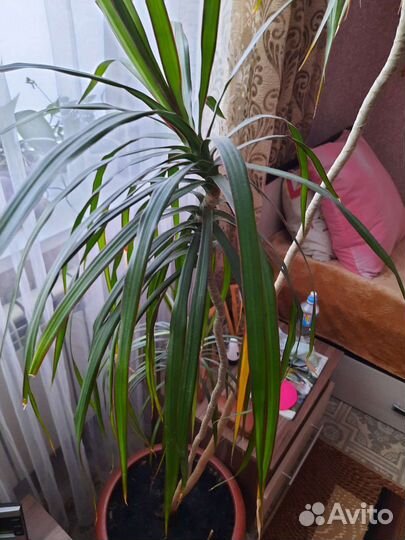 Пальма драцена